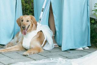 Pawfect for You - 5