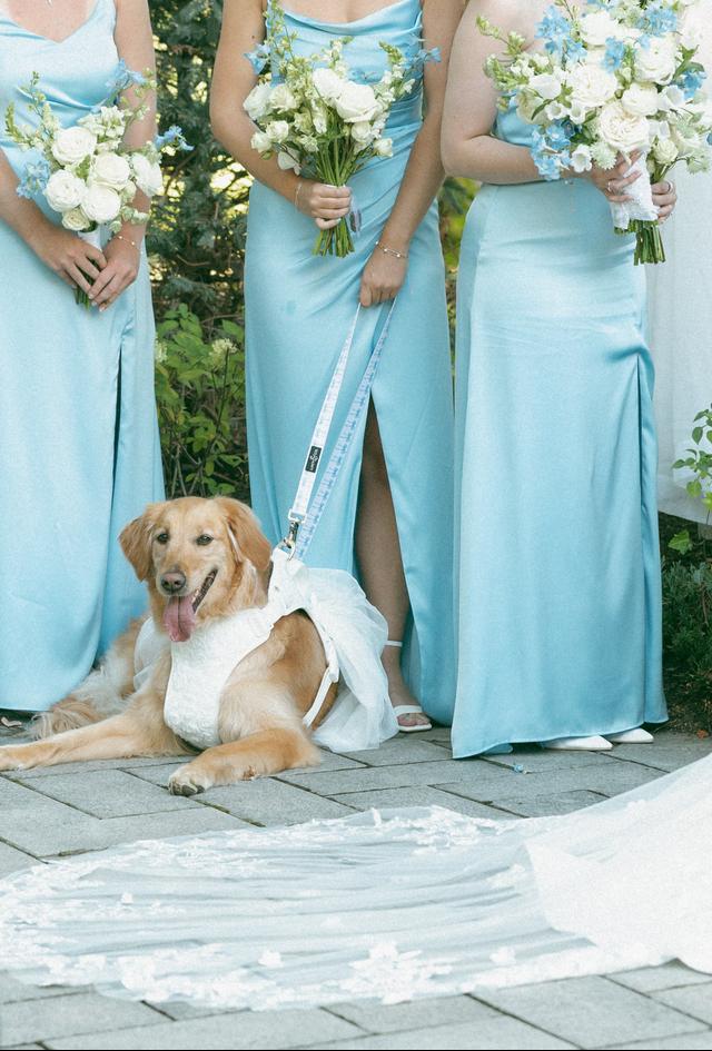 Pawfect for You - 2