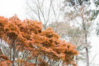 Aldridge Gardens - 15