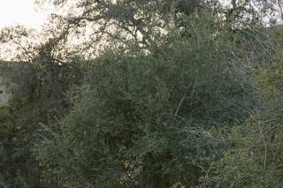 Monserate Winery - 71