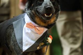 Cynthia Viola Photography - 5