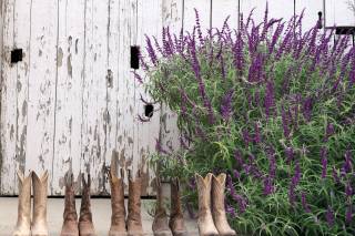 Spreafico Farms - 25