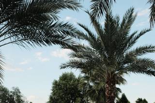 Walter White House - 4