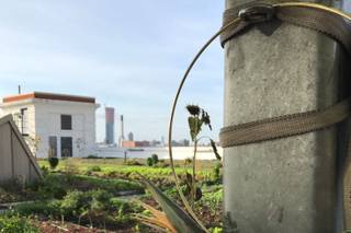 Brooklyn Grange - 16