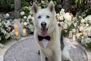 I Dog Too - Wedding Pet Attendant - 8