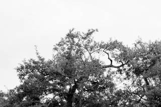Alanna Hogan Photography - 9