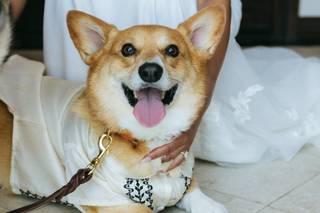 I Dog Too - Wedding Pet Attendant - 6