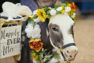 Cave Creek Beer Burro - 8