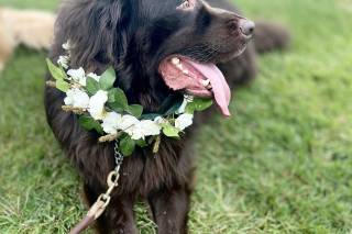 Happy Bark & Tails - 40