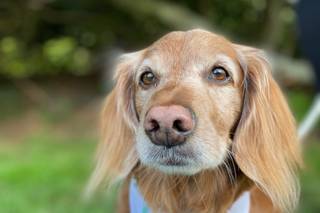 Wedding Puptials - 16