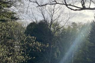 The Meadowood - 15
