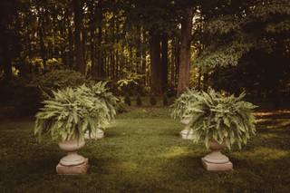 Liriodendron - 19