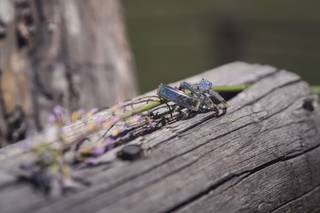 Blue Canoe Photography - 10