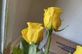 Blooms by the Box - 62