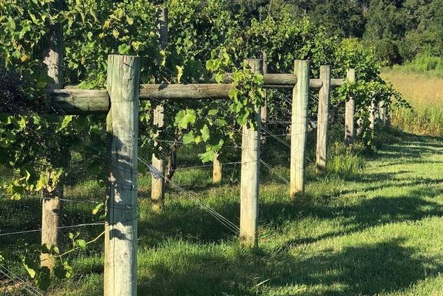 Pleasant Hill Vineyards 5