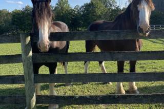 Sylvanside Farm - 31