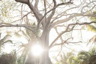 Prisar Weddings and Events - 42