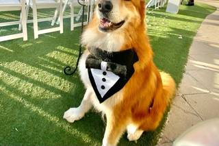 Blue Skies Weddings and Events - 52