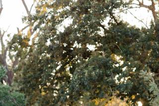 Ardenwood Historic Farm - 17