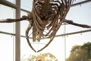 Natural History Museum of Los Angeles County - 20