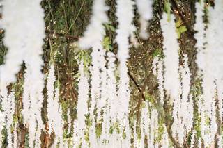 Hartley Botanica - 12