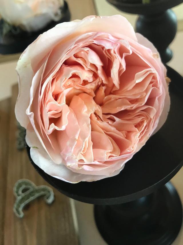 Studio Artiflora - 2