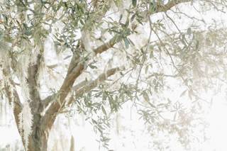 Love and Covenant Photography, Inc. - 56