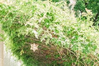 Liriodendron - 24