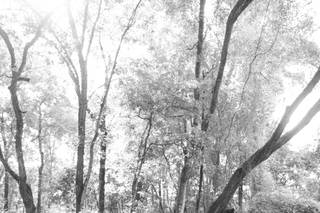 West Light Farm - 22