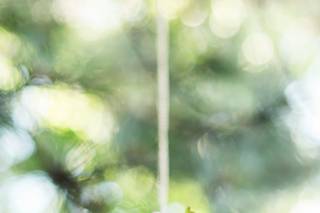 Reverie Floral - 40