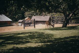 The Orchard at Sunshine Hill - 6