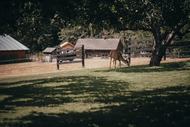 The Orchard at Sunshine Hill - 2