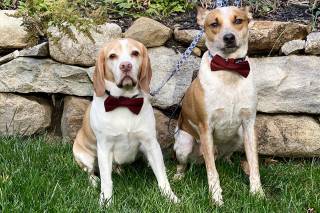 Wedding Puptials - 23
