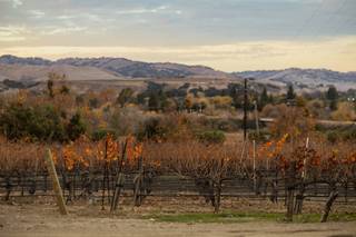 Vega Vineyard & Farm - 7