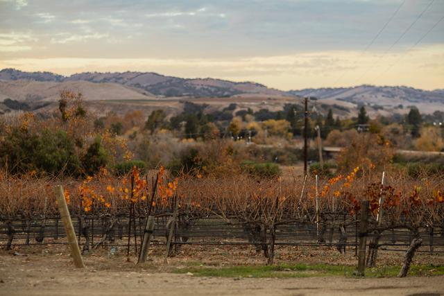 Vega Vineyard & Farm - 3