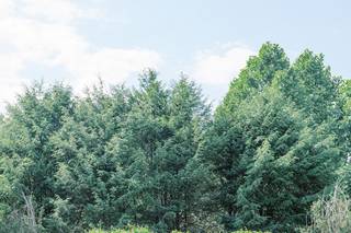 INOLA Blue Ridge - 40