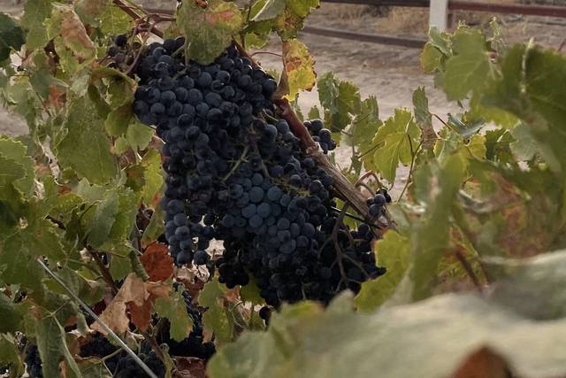 Kuiper Vineyards 3