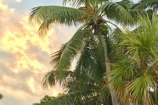Weddings in the Bahamas - 144