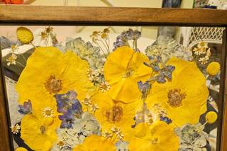 White Poppy Preservation - 53