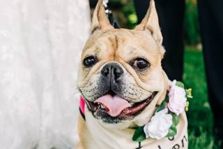 Wedding Puptials - 22
