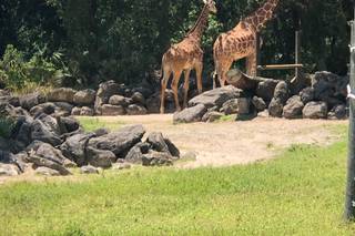 Nyami Nyami River Lodge at The Brevard Zoo - 17
