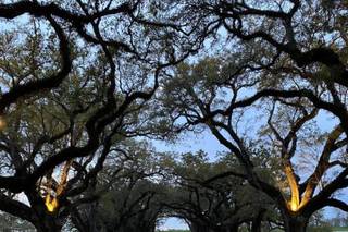 Oak Alley Plantation - 13