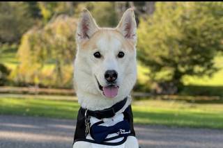 Wedding Puptials - 11