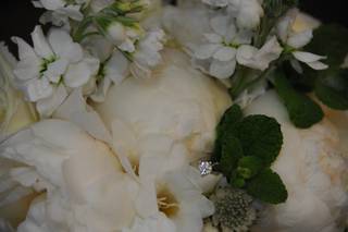 Damselfly Designs - 46