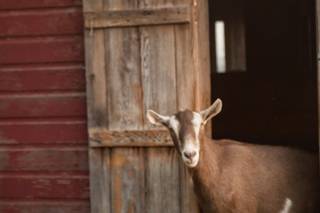 Serenity Farm - 10