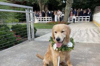 Wedding Puptials - 15