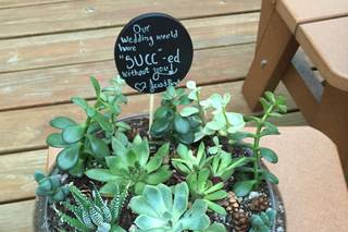 the succulent source - 9
