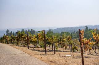 Lucchesi Vineyards & Winery - 21
