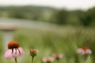 Blue Hill Farm B&B - 23