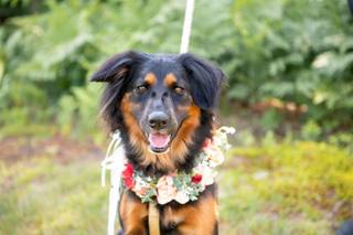 Happy Bark & Tails - 26